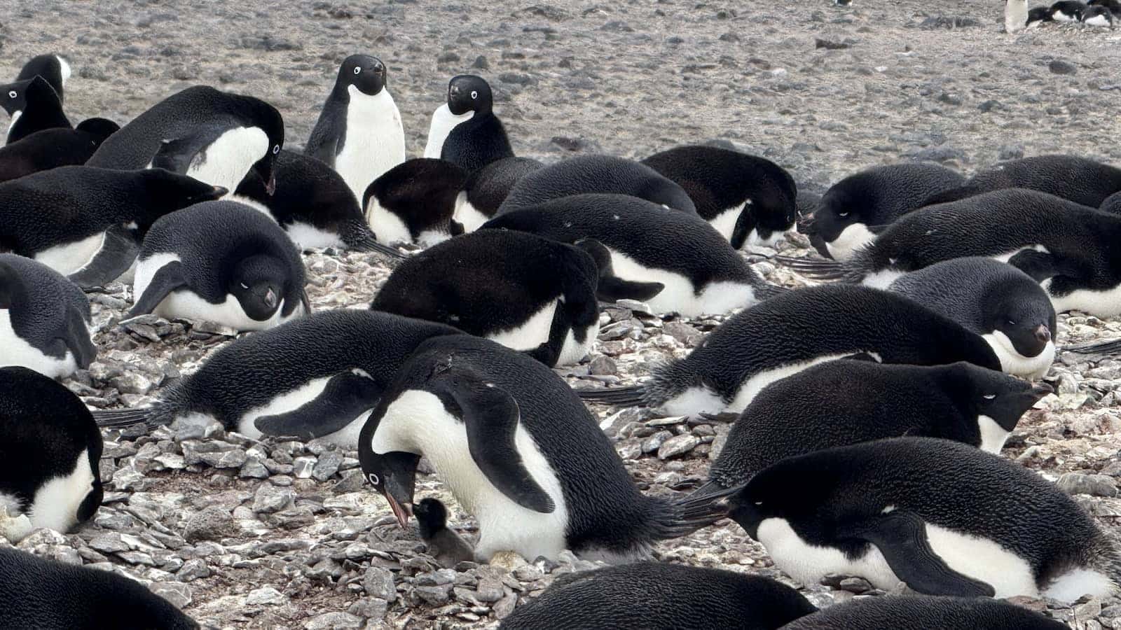 Penguin colony at Paulet Island in Antarctica Peninsula.