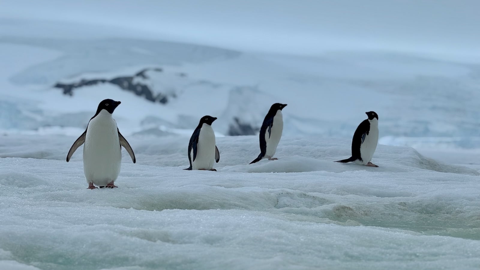 Group of penguins in Antarctica.