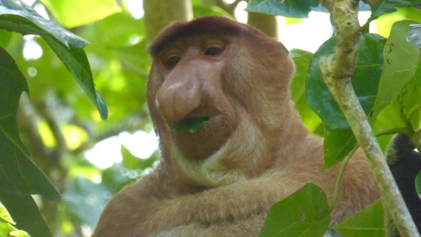 A close-up photo of a monkey with a big nose eating a leaf surrounded by greenery.