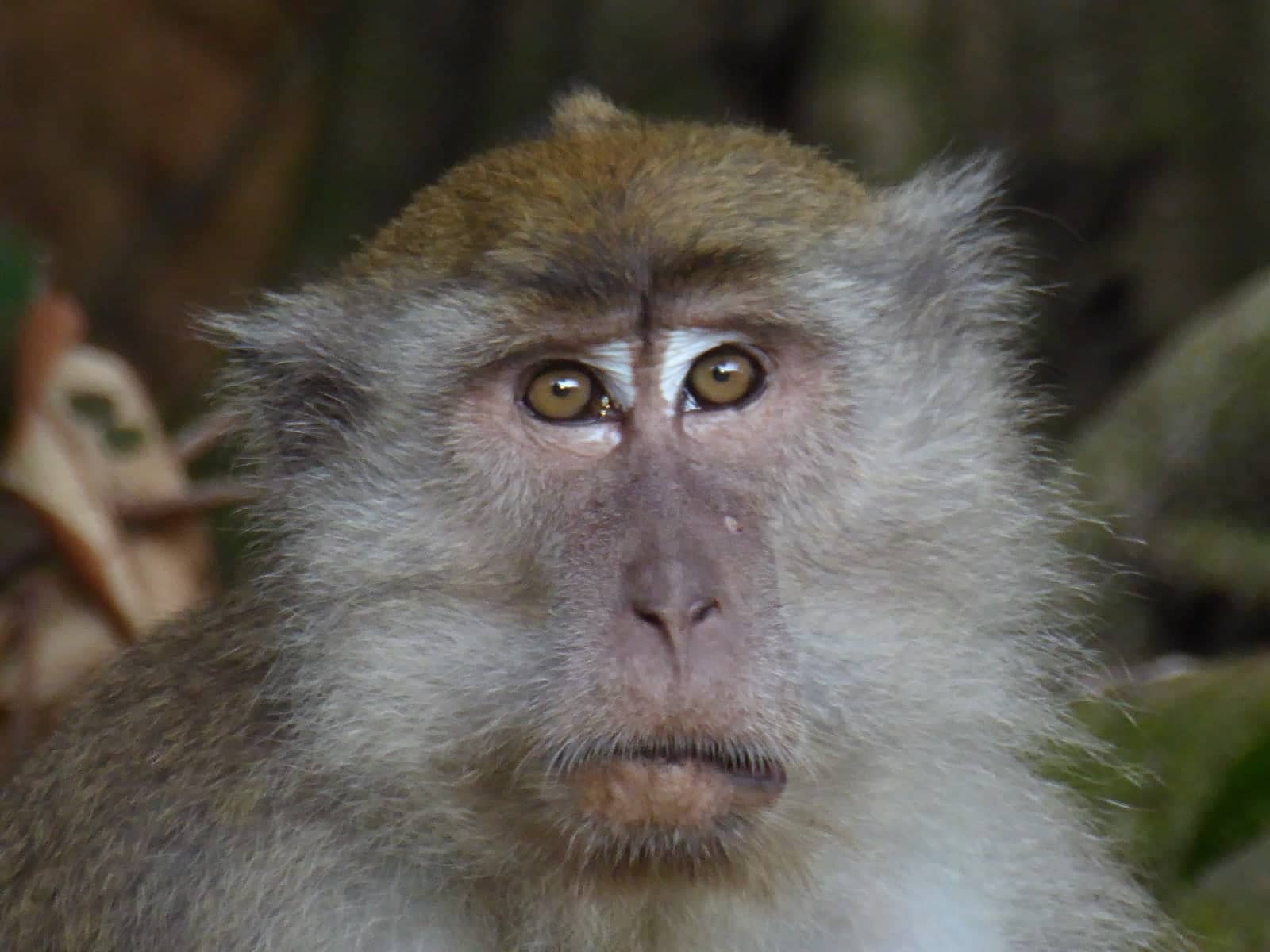 A close-up shot of a white-tailed macaque looking a bit confused.