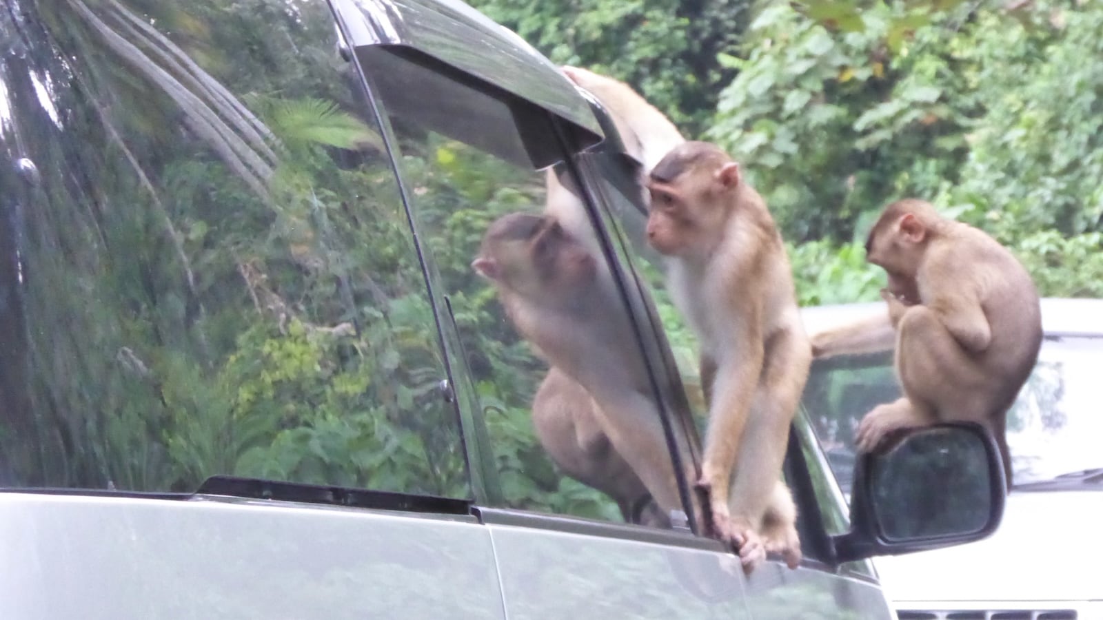 Two monkeys climbing on a car with closed windows.