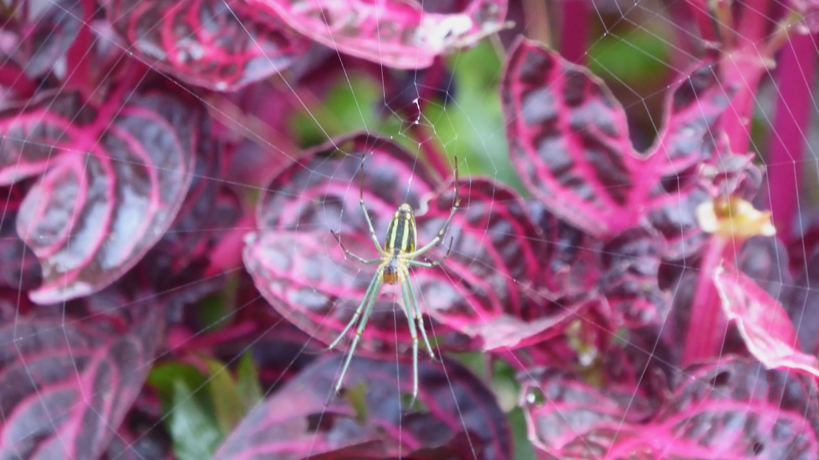 A close up of a yellow striped spider in a web in front of colorful pink leaves.