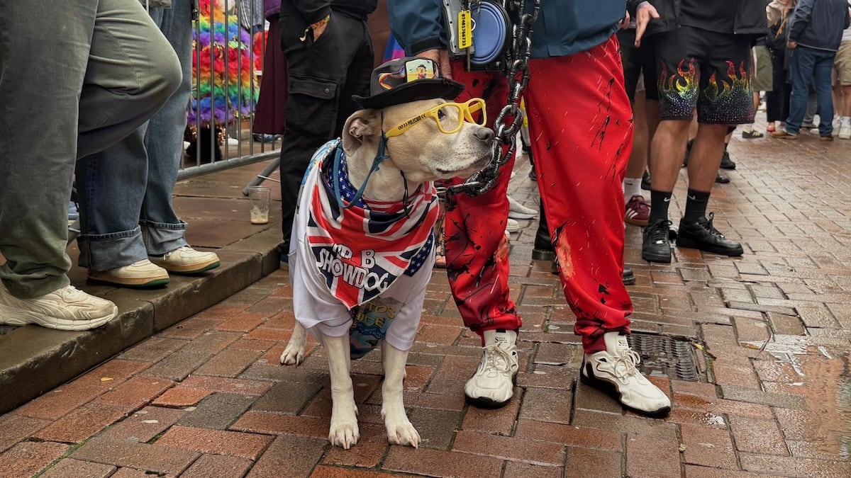 Cute dog at Manchester Village Pride.